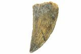 Serrated, Raptor Tooth - Real Dinosaur Tooth #251799-1